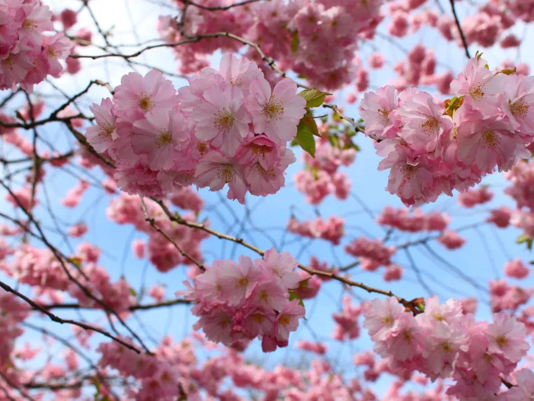 Engrais pour fleurs