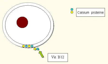 Engrais au nitrate de calcium